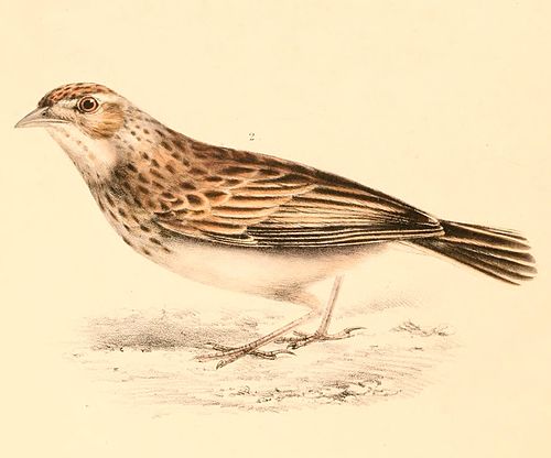 Melodious lark